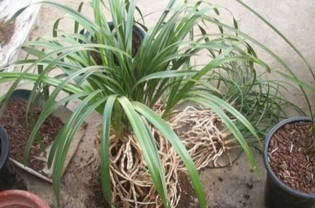 养花技巧花草换盆不懂这3点难怪换完盆就黄叶枯死