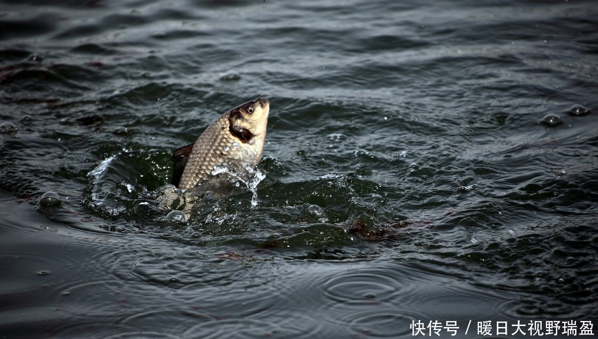 钓友|天热鱼难钓？作出四大调整就能轻松上鱼完胜周边钓友