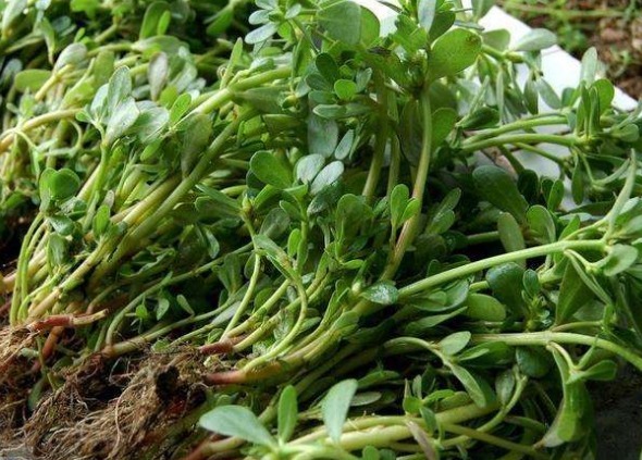 美味|农村常见的四种野菜，美味又非常有营养，若是错当杂草太可惜！