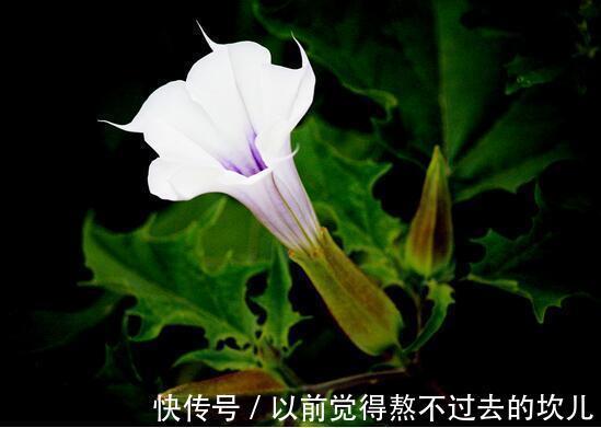 世界上又美又毒的花居然是它,别说不知道,你肯定见过。