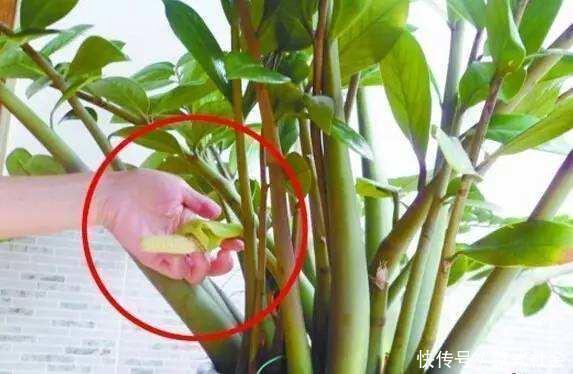 “6种旺财花”,房子小也要养1盆,开花更是好兆头,富贵吉祥