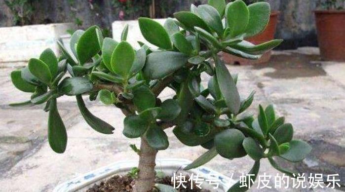 养玉树，只需做好5件事，不黄叶，不烂根，越养越喜欢