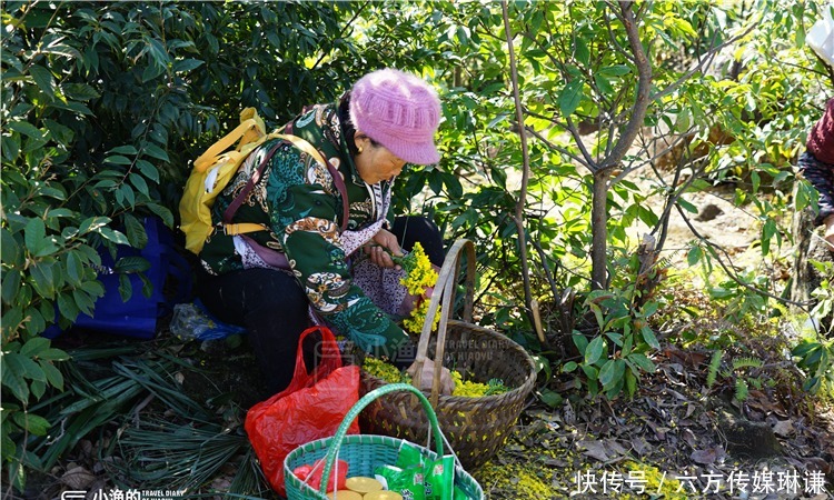 中国四大花海之一！梯田、花海、古树和村落，如此悠闲和美丽