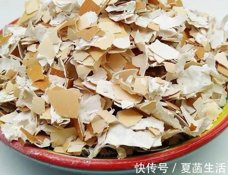土壤肥力|家里的鸡蛋壳不要扔,拿来养花妙用多,现在知道还不晚!