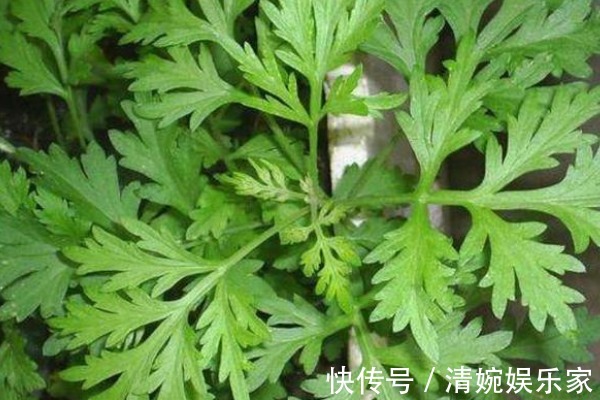 艾蒿|50岁妇女患颈椎病,竟用一把艾叶给治好了,其实艾叶还有3大好处