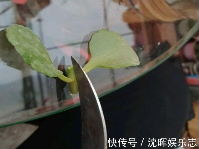 非洲堇|这花送人,只用送一片叶子,插土就活不心疼!
