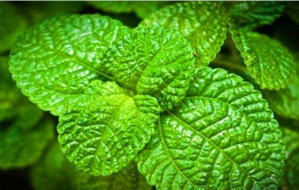 袪斑|女性过了40岁,推荐3种食物,美白护肤,袪斑养颜,保护子宫