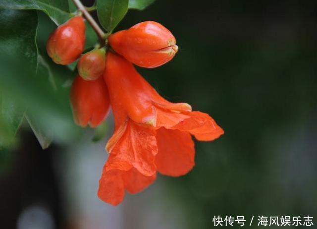 此花一棵树上会出现两种性状的花,是多子多福的象征,吉祥的花