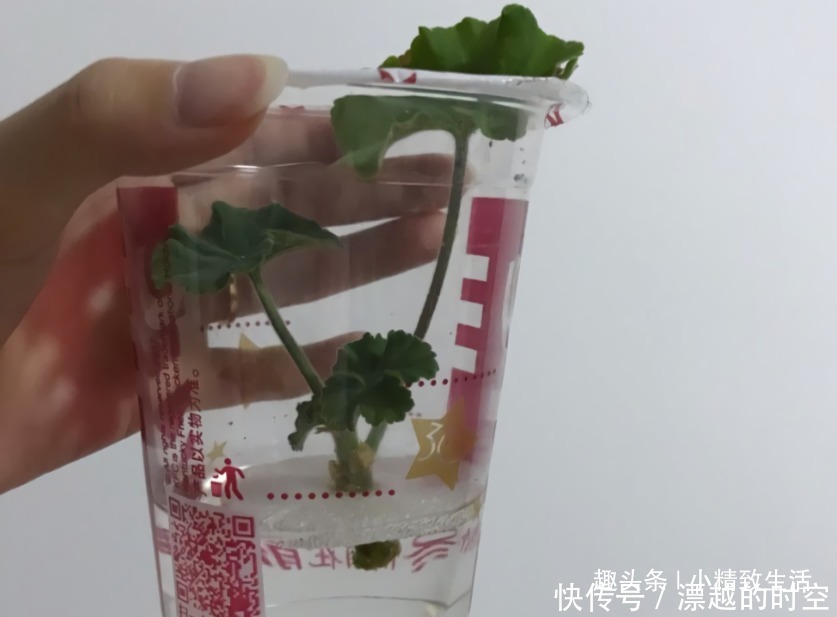 土团|扦插天竺葵,简单3步,1个小窍门,20天呼呼冒白根