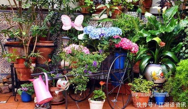 不一样的“庭院花园”，花草都上了墙