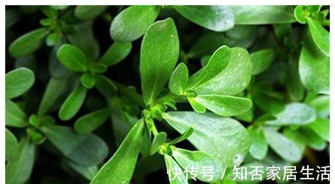 好吃|农村“超好吃”的5种野味,用来做菜特别香,但经常被误认成野草