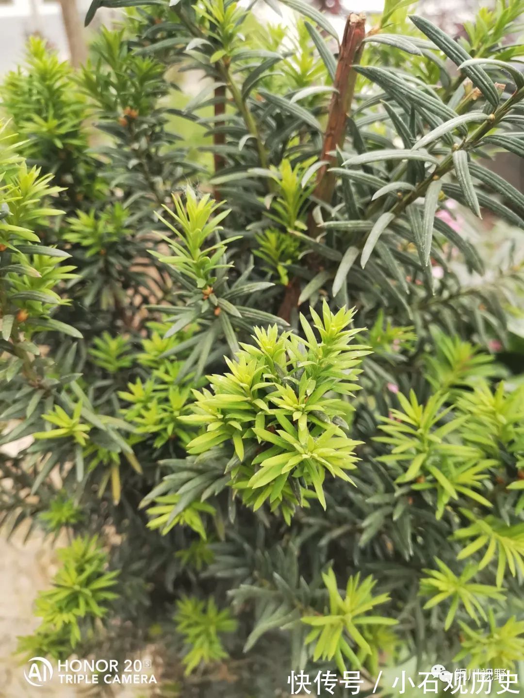 农家|初夏时节，农家是一片花海，清新自然之美