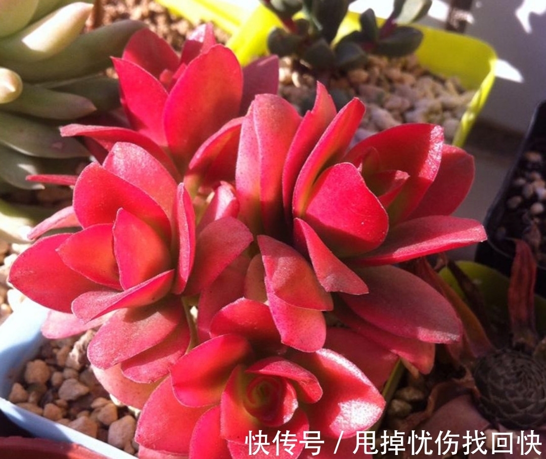 冬季火祭变绿啥原因?做好4点,颜色红得更鲜艳