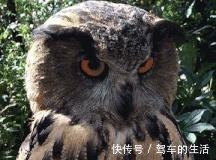 屁民们 小马哥变身超级带货王,同款T恤成爆款!