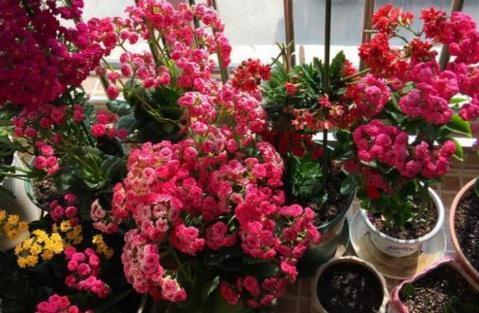 哪些因素会影响花芽的分化,致使植株迟迟不开花?