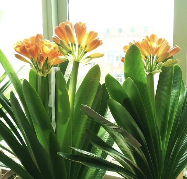 肥料|养君子兰,用上2种肥料,养根又养叶,不花钱就能养爆盆