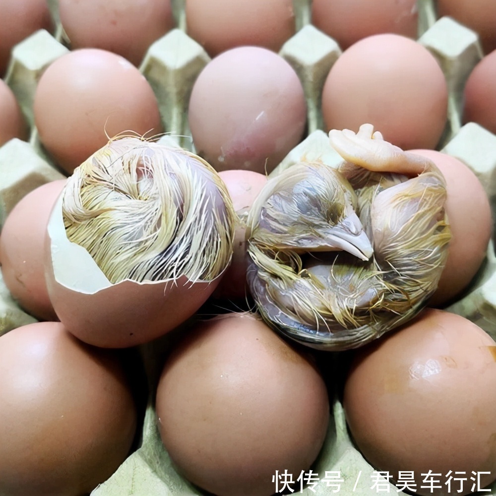 沙门氏菌|鸡蛋营养价值高,但4种鸡蛋最好别吃!真相就在医生这篇科普里!