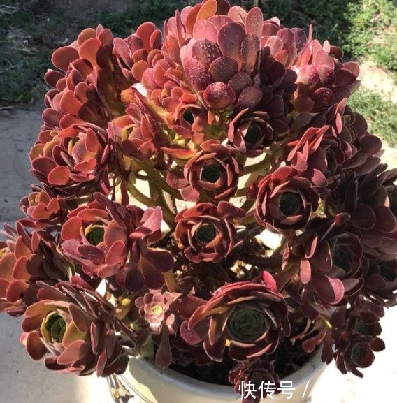 公认的4种“最美多肉”,还超级耐旱、好养,养花新手都能养