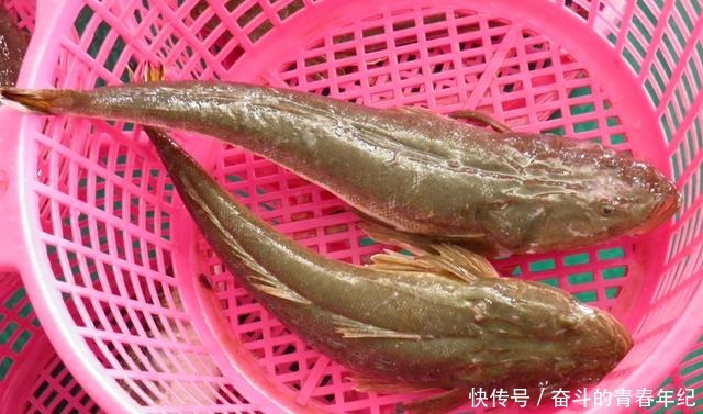 一钱不值|只有潮汕人才懂吃的鱼,在国内一钱不值,到日本摇身一变成高档鱼