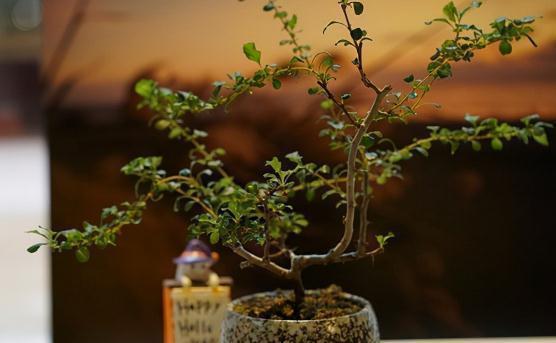 微型盆景如何制作,微型盆景制作步骤、养护方法来了