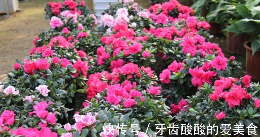 杜鹃花总是养不长久,满足它这三个喜好,叶绿根壮,花开不断
