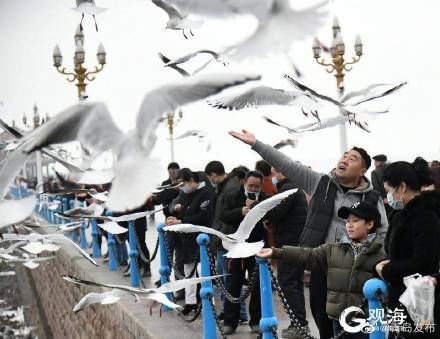 栈桥成为最火景点，你到栈桥喂海鸥了吗？