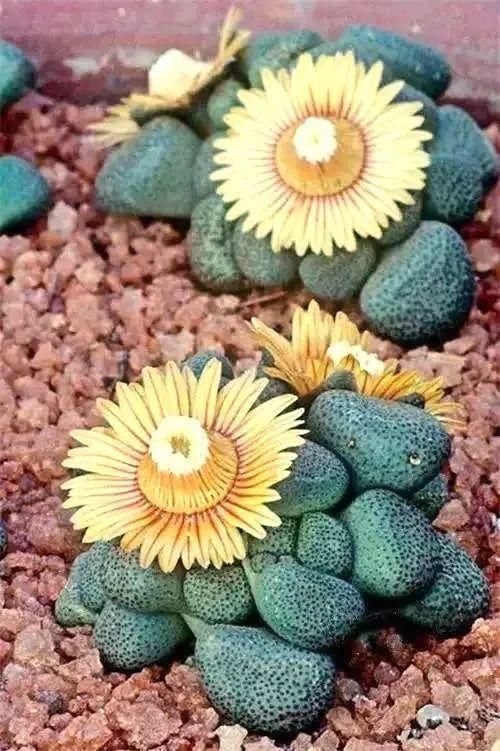  娇艳|石生花，绝美娇艳！