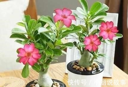 盆栽|最适合夏天养的6种花卉,晒不死还越开越旺