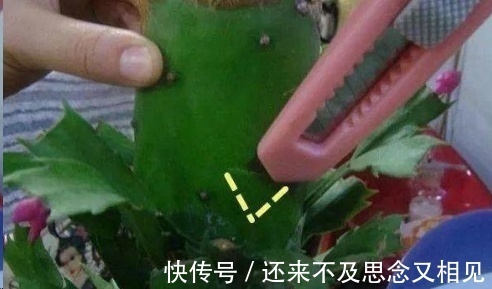 现在把蟹爪兰嫁接到仙人掌上，不用管，秋天也能开成瀑布！