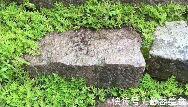 赵学敏|它是如此的珍贵,若长在你家路旁,赶紧移栽家中,小心被别人挖走