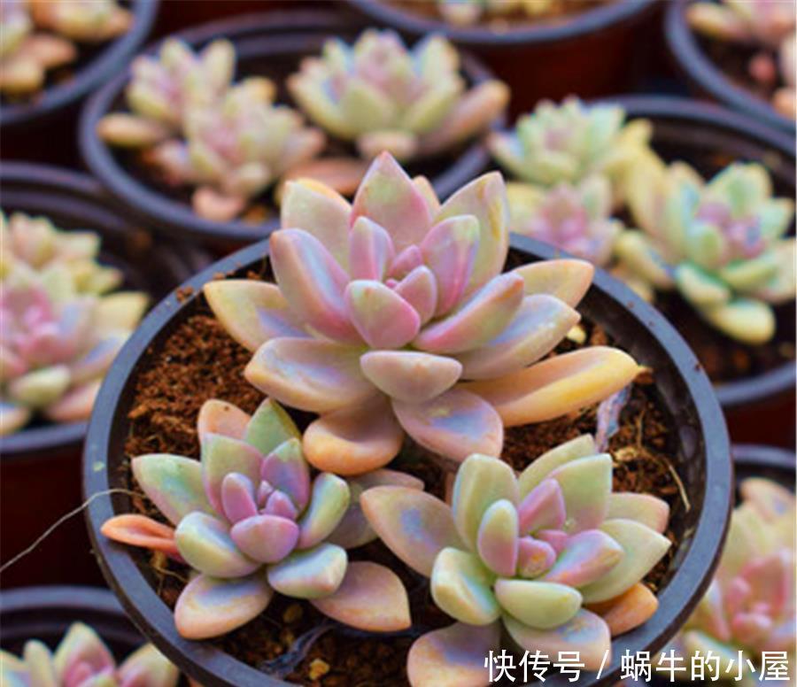 新买的多肉为何容易烂根死亡?从5点找原因,成活率翻三倍
