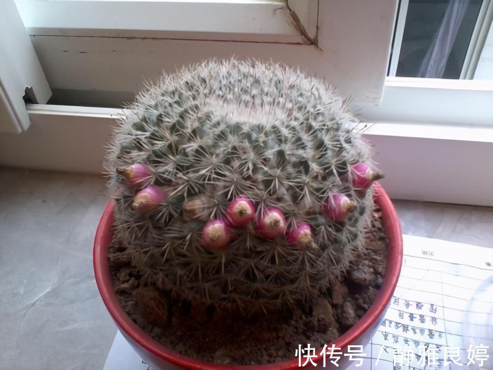 夜来香|这4种花养的人特别多，就为了看它们在夜间绽放，欣赏不一样的美