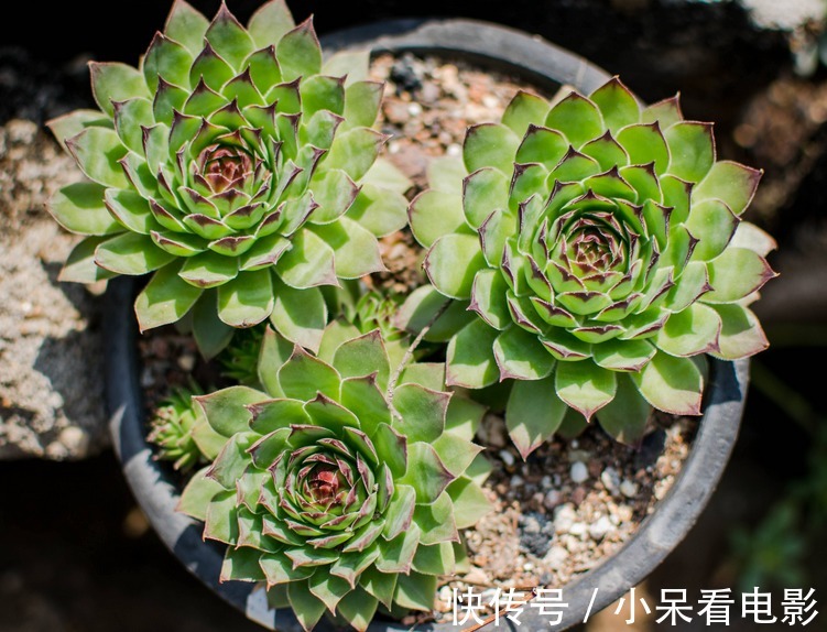 多肉植物观音莲，下崽都是一圈又一圈的，夏季盆栽需谨记3点