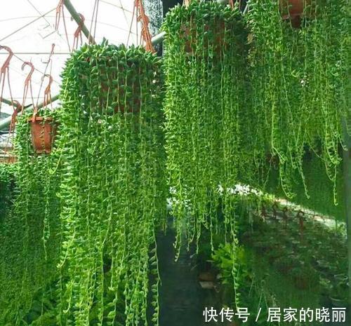  适合|5种强悍多肉，丢花盆里养半年，轻松长满盆，适合新手！