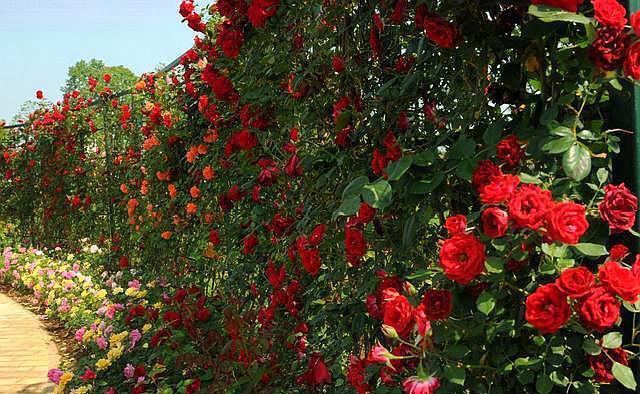 移栽|地栽藤本月季是否要经常浇水,考虑这两个因素!