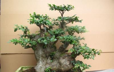 阳台再小，也要养3种花，小盆就能养，盆小水少长得快！