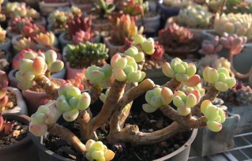 想让多肉出状态，从“2方面”下手，根壮叶肥，越长越美