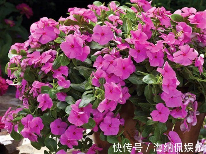 枝条|急性子养的6种花,长的快、爆花多,1盆能开大半年!
