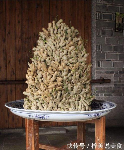 盆栽生姜，把“姜崽”丢盆里，8天出芽，1年后长出一桶“姜山”