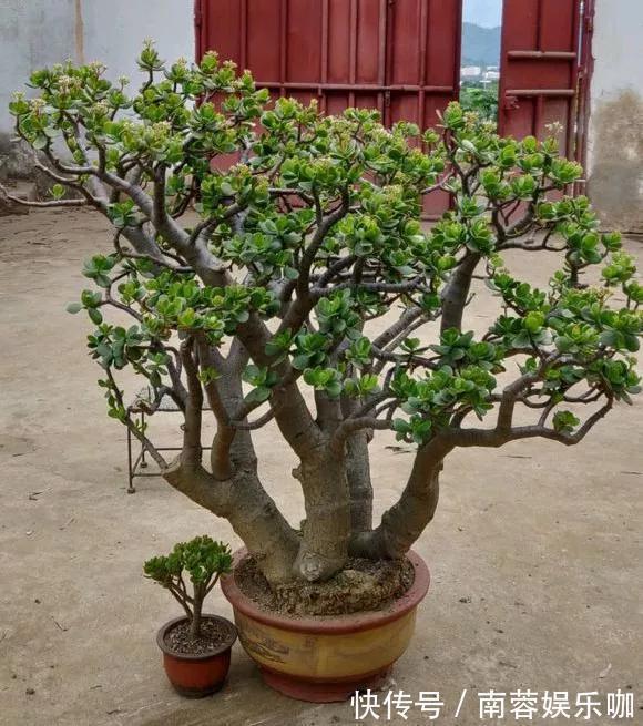 银杏银杏|对花有一种特殊的情怀,能养几十年的花,养1盆当传家宝!