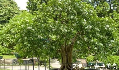 此花花香叶也香,枝叶四季常青,最适宜被修剪成盆景供人欣赏