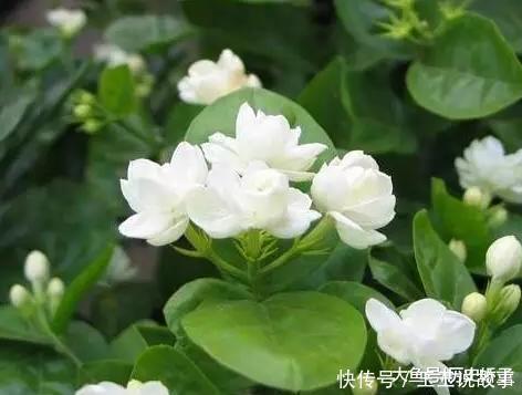 盆里加点它,养花10年不黄叶,年年花开不断!