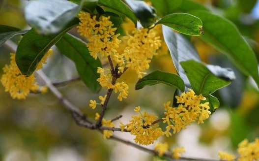 盆栽桂花怎么养养护记住以下3点，枝叶繁茂，花开满园香味扑鼻