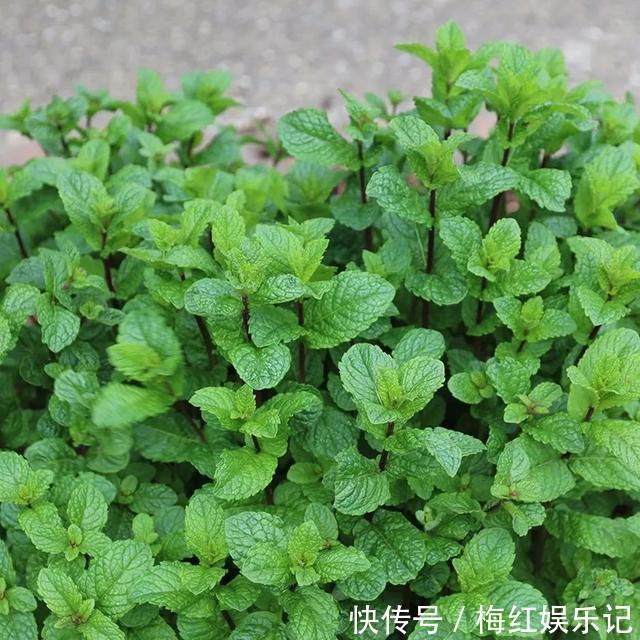 碰碰香|能“养人”的四种花，好养不怕热，可凉拌可泡茶，还能驱蚊子