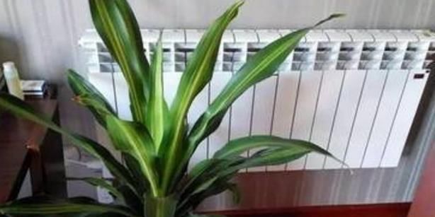 地方|养君子兰,这“3个位置”,千万不能放,一放开花就难了,要注意