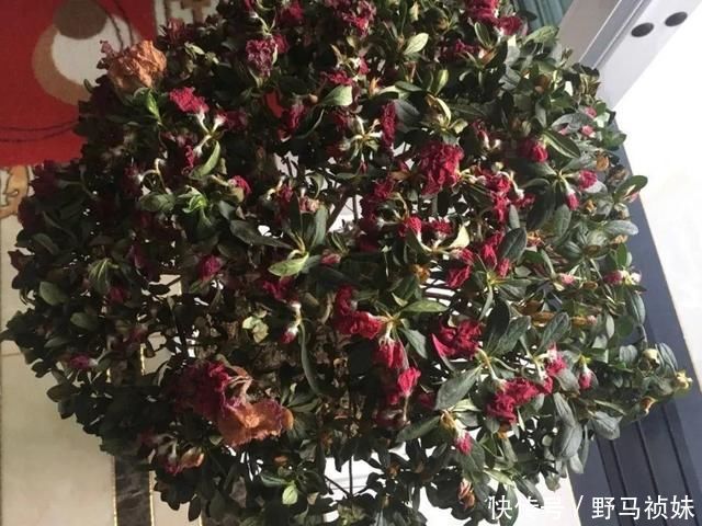 叶子|6种花一天不浇水,叶子就耷拉,缺水3天就死翘