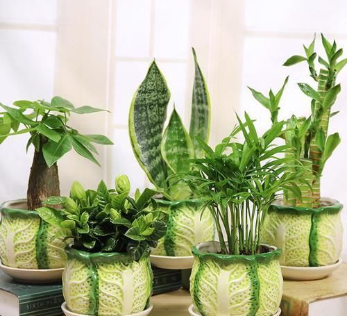  甲醛|最适合养在卧室的花卉，能净化环境还能吸甲醛跟二手烟，特别好养