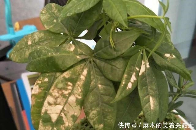 公认难养的6种花,新手慎买,养不活还浪费钱!