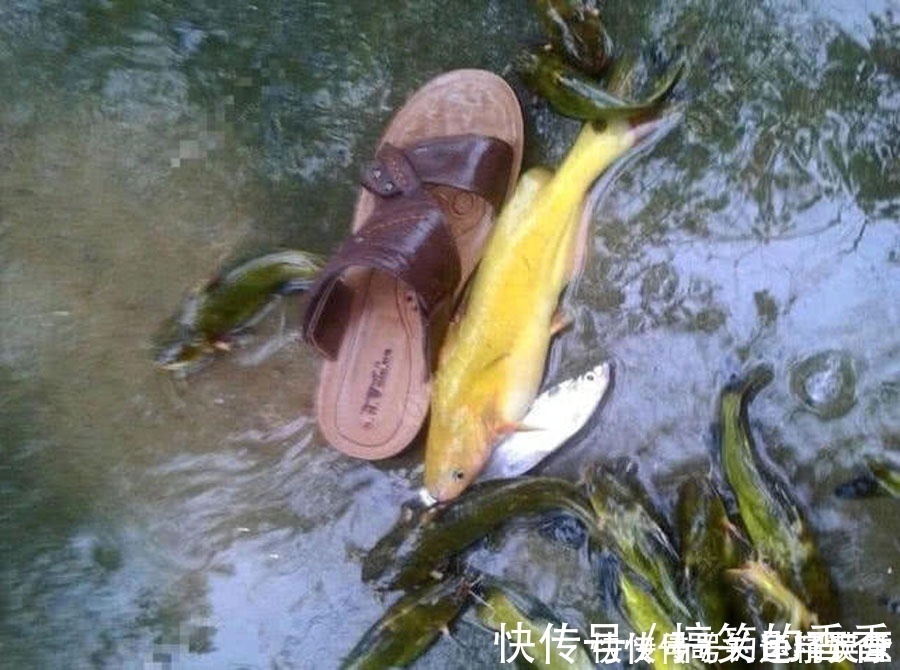 钓鱼|洪水过后去钓鱼,这么大的黄颡鱼,还是头一次钓获