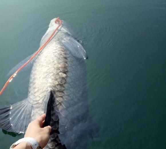 青鱼的“悲哀”：衔着宝石的明星鱼，却因野蛮生长而沦为“废柴”